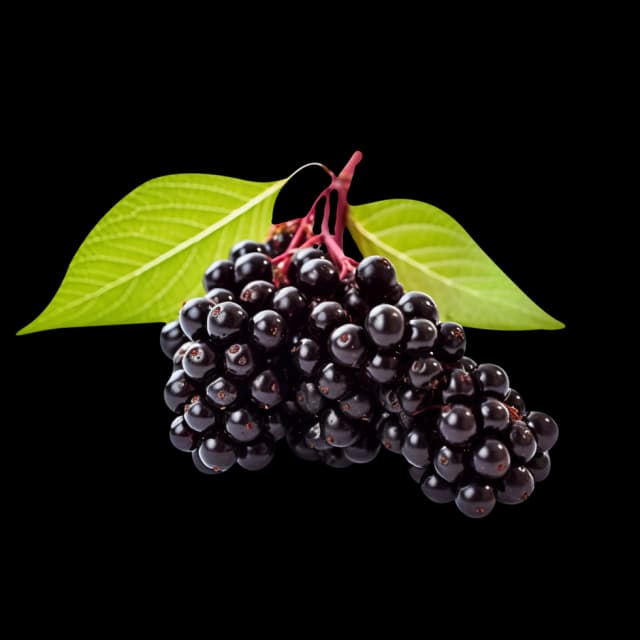 Elderberry